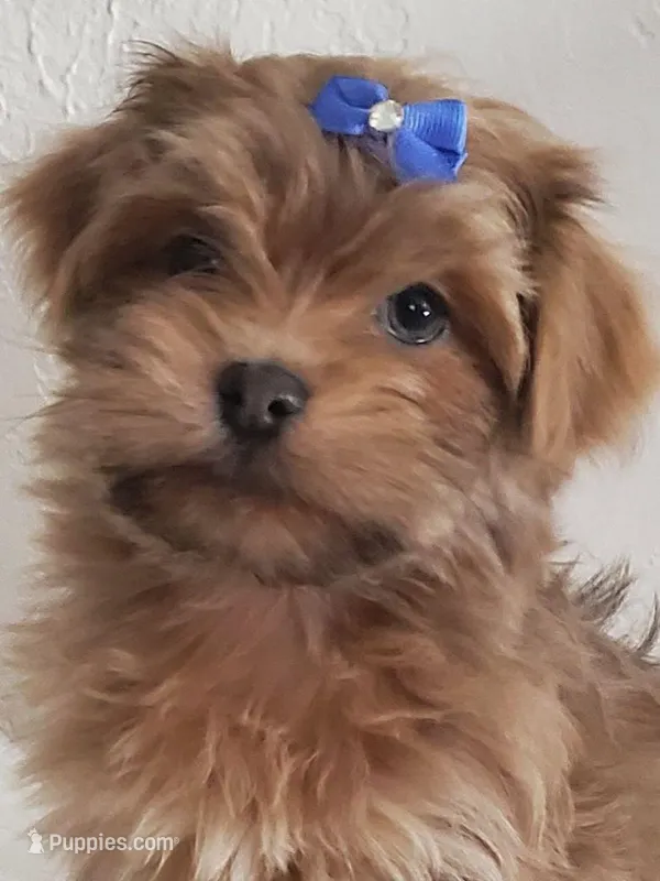 Akc Ch.Grt.Gr.Sire  Red, a male Havanese for sale in Olean, NY – Photo 1 of 7