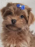 Akc Ch.Grt.Gr.Sire  Red, a male Havanese for sale in Olean, NY – Photo 1 of 7