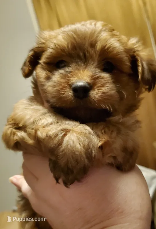 Akc Red Popsicle  – Havanese puppy for sale in Olean, NY