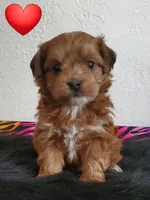 Akc Ch Grt Grandsire Dark Reds Coming Soon , a  Havanese for sale in Olean, NY – 8 of 9