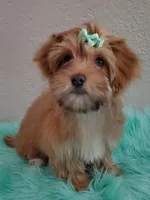 Akc Ch.Grt.Gr.Sire Red F., a female Havanese for sale in Olean, NY – Photo 2 of 10