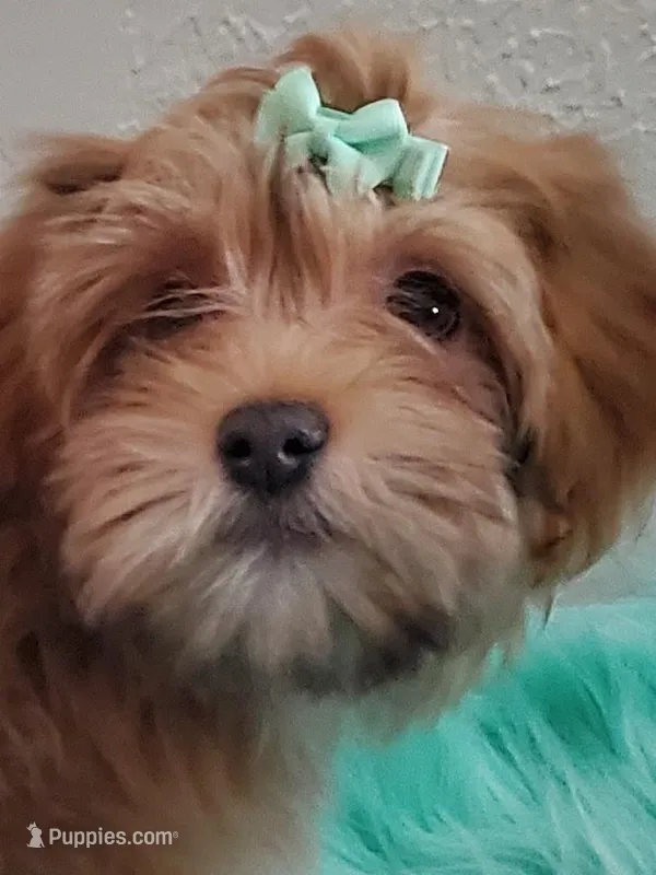 Akc Ch.Grt.Gr.Sire Red F.