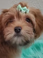 Akc Ch.Grt.Gr.Sire Red F., a female Havanese for sale in Olean, NY – Photo 1 of 10