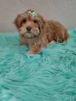 Akc Ch.Grt.Gr.Sire Red F., a female Havanese for sale in Olean, NY – Photo 10 of 10