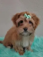 Akc Ch.Grt.Gr.Sire Red F., a female Havanese for sale in Olean, NY – Photo 4 of 10