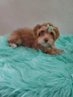 Akc Ch.Grt.Gr.Sire Red F., a female Havanese for sale in Olean, NY – Photo 6 of 10