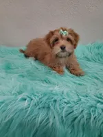 Akc Ch.Grt.Gr.Sire Red F., a female Havanese for sale in Olean, NY – Photo 8 of 10