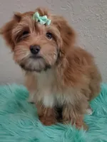 Akc Ch.Grt.Gr.Sire Red F., a female Havanese for sale in Olean, NY – Photo 3 of 10