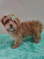 Akc Ch.Grt.Gr.Sire Red F., a female Havanese for sale in Olean, NY – Photo 5 of 10