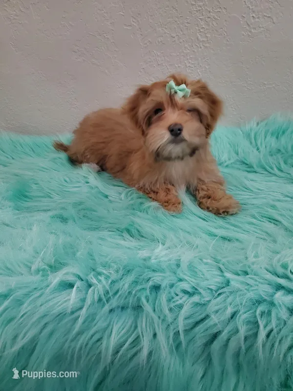 Akc Ch.Grt.Gr.Sire Red F.