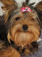Akc Twinky , a female Yorkshire Terrier for sale in Olean, NY – 3 of 4