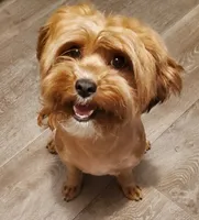 Akc championlines Red puppies coming soon , a  Havanese for sale in Olean, NY – 3 of 10