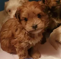 Akc ChGrCh Pedigree Reds , a  Havanese for sale in Olean, NY – 3 of 10