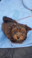 Akc Fire , a male Havanese for sale in Olean, NY – 2 of 10