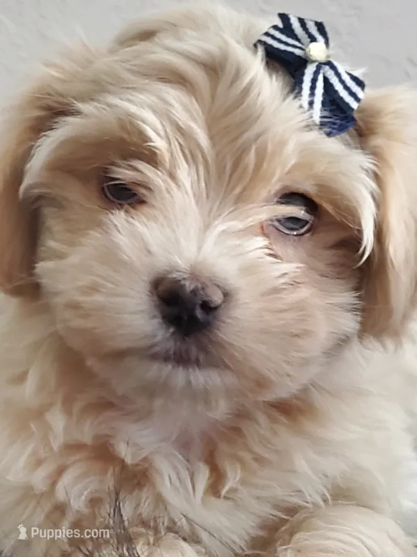 Akc Val. Day Special $650.