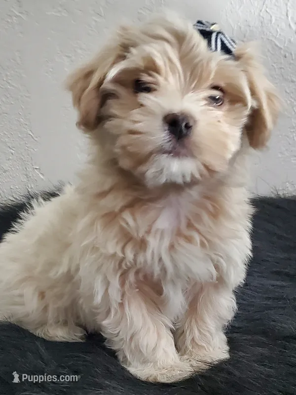 Akc Ch.Grt.Gr.Sire  Golden 