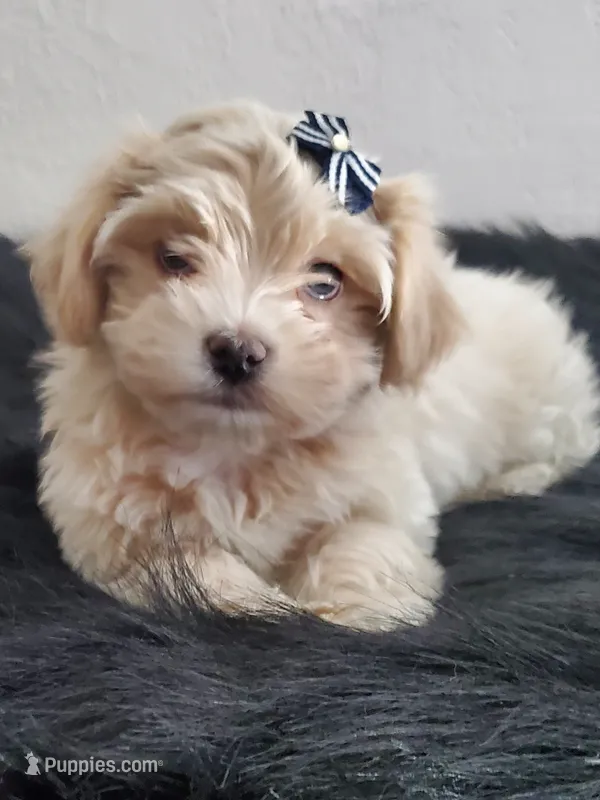 Akc Ch.Grt.Gr.Sire  Golden 