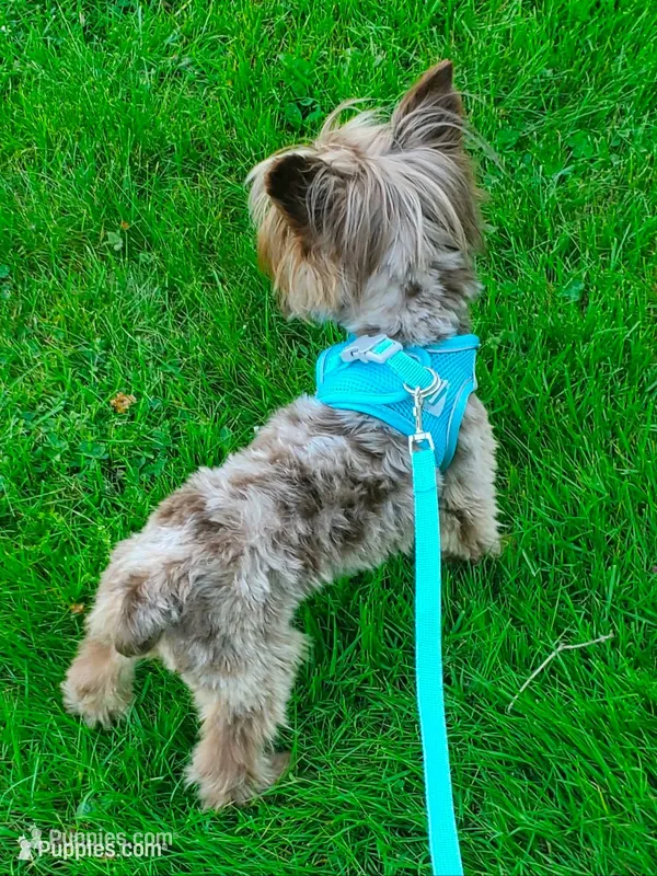 Chocolate Merle 6.5lbs  – Yorkshire Terrier puppy for sale in Olean, NY