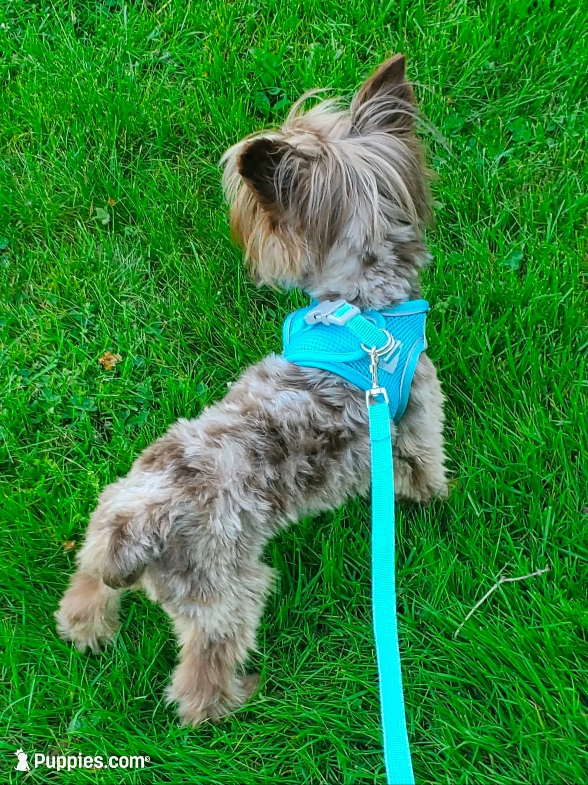 Fathers Day Special Chocolate Merle $950.00, a male Yorkshire Terrier for sale in Olean, NY – 3 of 9
