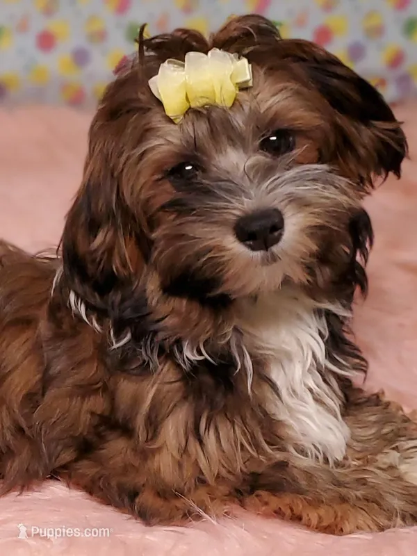 Hadassah  – Havanese puppy for sale in Olean, NY