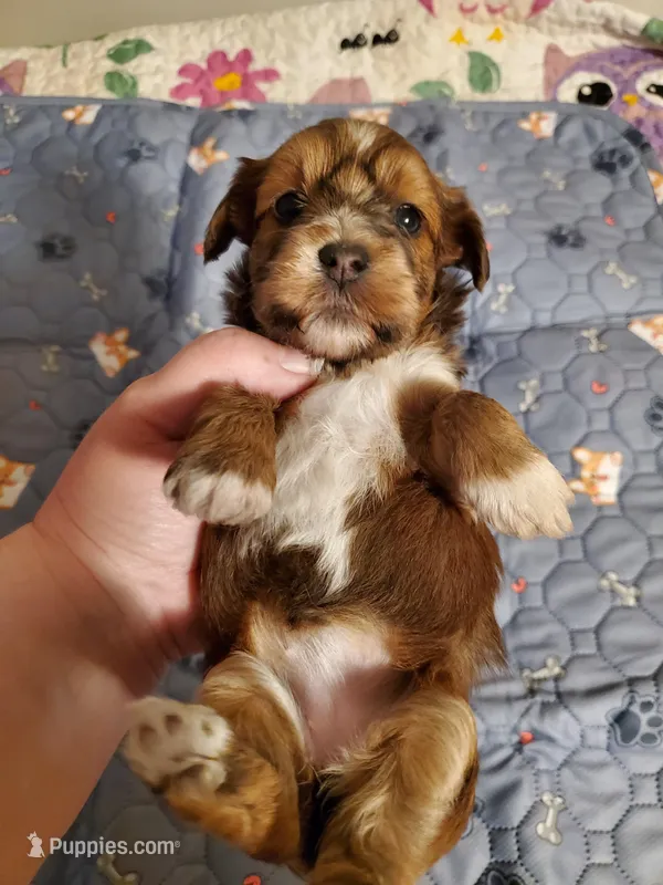 Akc Champion Grt. Grandsire Dark Red – Havanese puppy for sale in Olean, NY