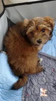 Akc Intime Aka Rosie Watch Video , a female Havanese for sale in Olean, NY – 5 of 9