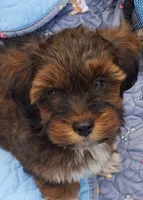 Akc Dark Red Flame Watch Video , a male Havanese for sale in Olean, NY – 2 of 10