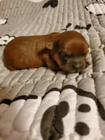 Akc Dark Red Popsicle, a male Havanese for sale in Olean, NY – 7 of 7