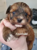 Akc Red Football , a male Havanese for sale in Olean, NY – 3 of 6