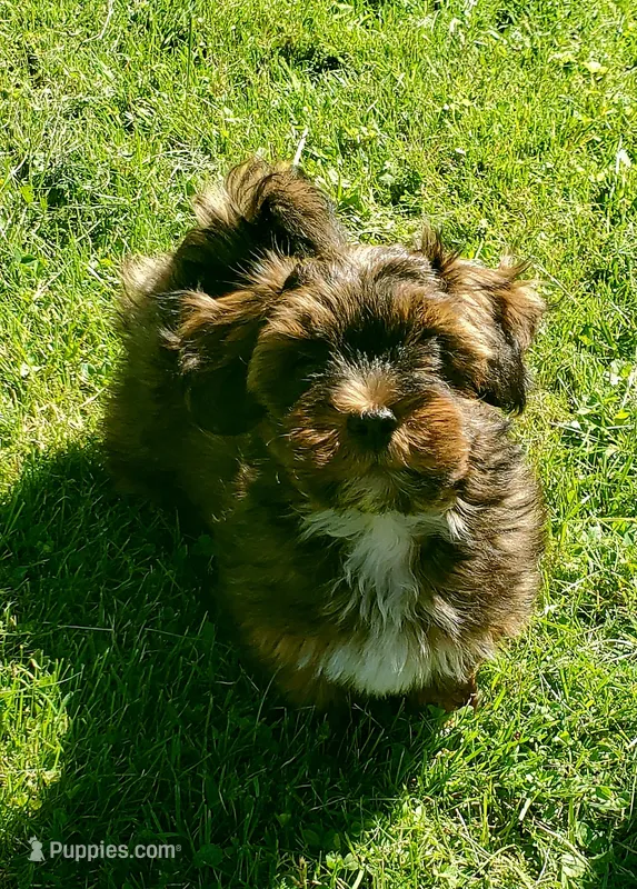 Akc Dark Red Flame Watch Video  – Havanese puppy for sale in Olean, NY