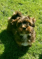 Akc Dark Red , a male Havanese for sale in Olean, NY – 2 of 10