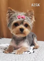 Akc 25 KARATE GOLD , a female Yorkshire Terrier for sale in Olean, NY – 4 of 9