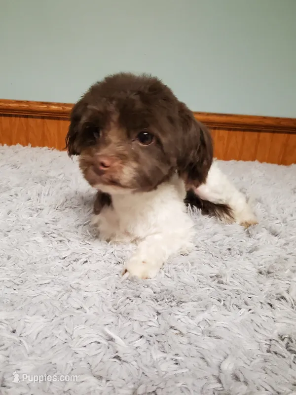 Pixie Tiny Havashu wears X-XSmall Harnesses  – Havanese, Shih Tzu puppy for sale in Olean, NY