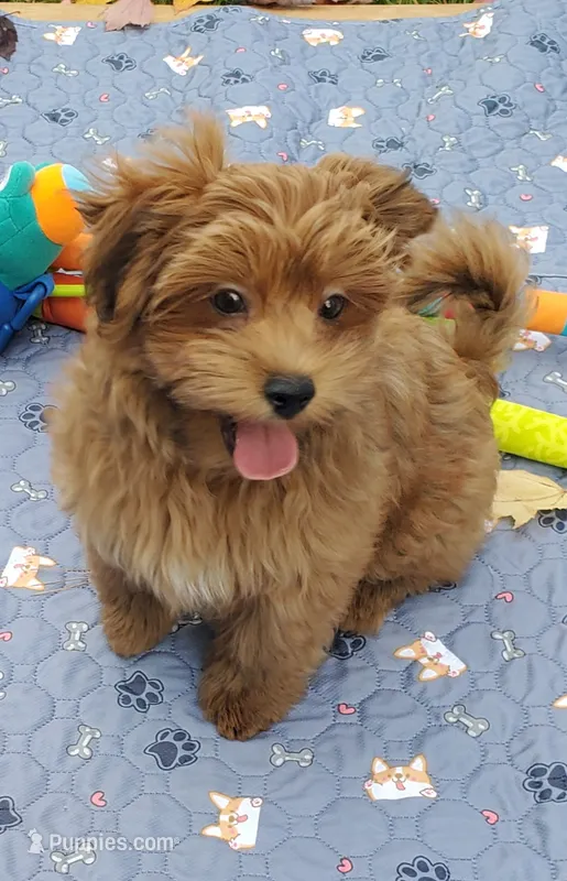 Akc Red video  – Havanese puppy for sale in Olean, NY