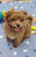 Akc Red video , a male Havanese for sale in Olean, NY – 1 of 8