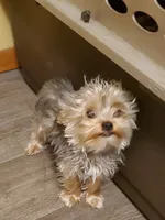 Akc Bluebee This  Weekend Special $225.00 Off $875.00, a male Yorkshire Terrier for sale in Olean, NY – 5 of 7