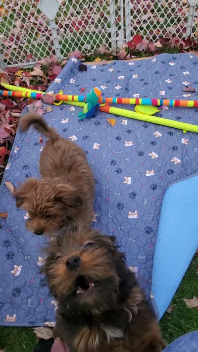 Akc Red video , a male Havanese for sale in Olean, NY – 8 of 8