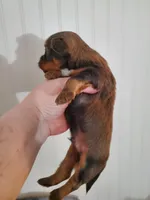 Akc Red Hiccups , a male Havanese for sale in Olean, NY – 8 of 8