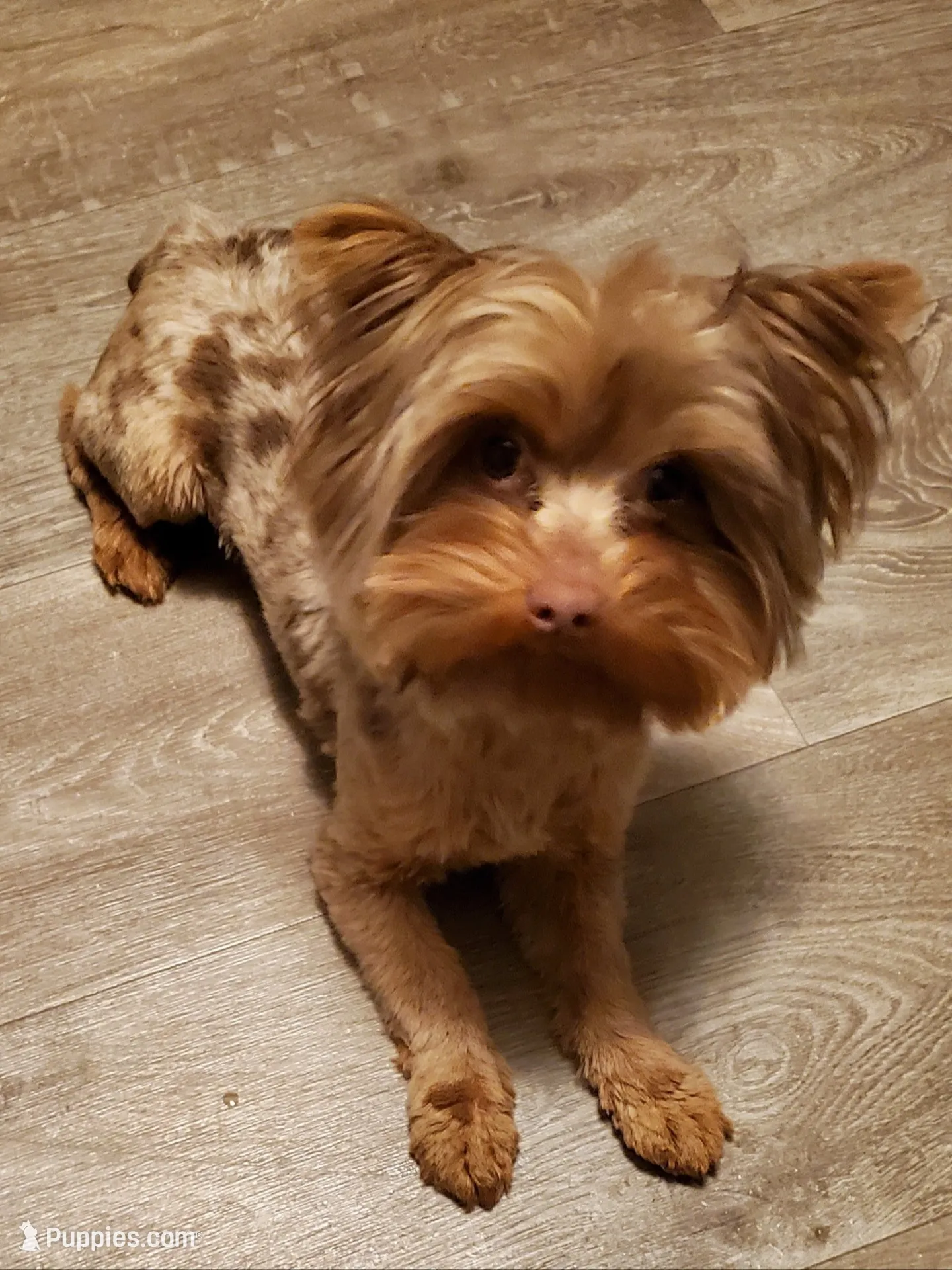 Chocolate Merle 6.5lbs , a male Yorkshire Terrier for sale in Olean, NY – 6 of 9