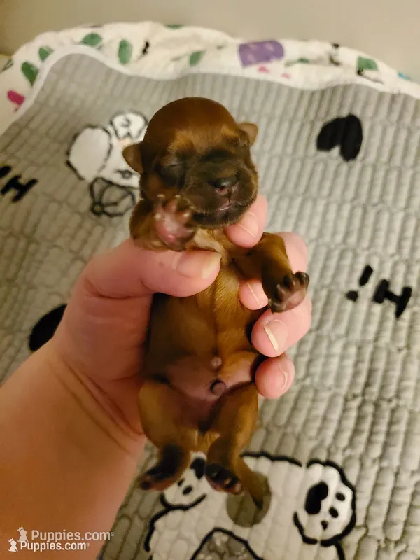 Akc Dark Red Popsicle – Havanese puppy for sale in Olean, NY
