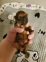 Akc Dark Red Popsicle, a male Havanese for sale in Olean, NY – 3 of 7