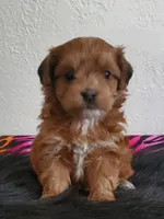 Akc championlines Red puppies coming soon , a  Havanese for sale in Olean, NY – 8 of 10