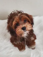 Akc Ch Grt Grandsire Dark Reds Coming Soon , a  Havanese for sale in Olean, NY – 5 of 9