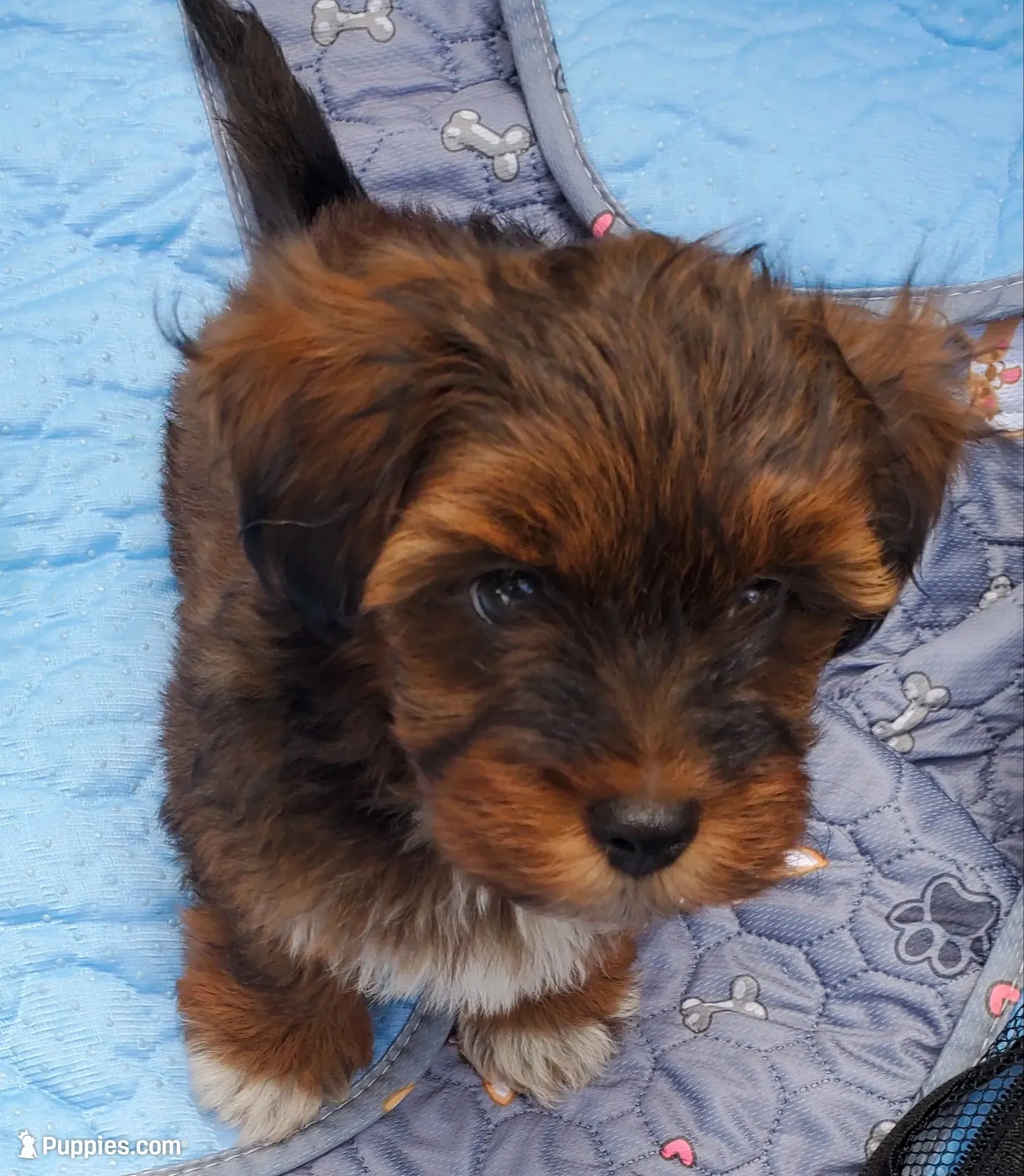 Akc Dark Red , a male Havanese for sale in Olean, NY – 6 of 10