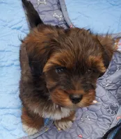 Akc Dark Red Flame Watch Video , a male Havanese for sale in Olean, NY – 4 of 10