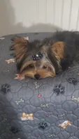 Akc Twinky weekend Special $1250.00 $300.Off , a female Yorkshire Terrier for sale in Olean, NY – 4 of 10