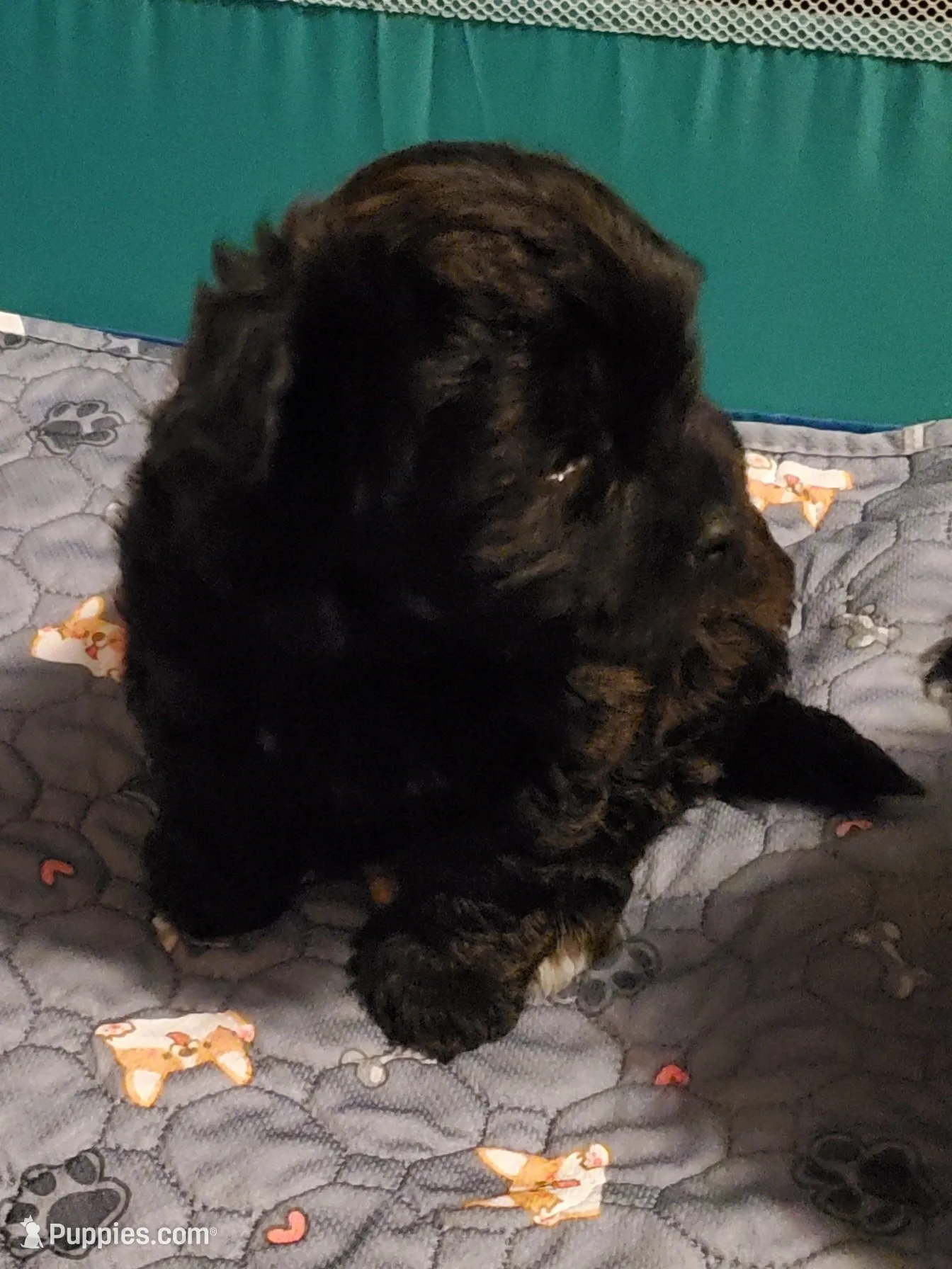 Gemma , a female Havanese and Havapoo for sale in Olean, NY – 4 of 8