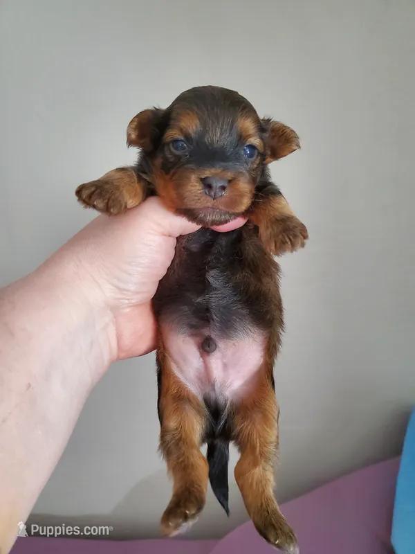 Akc Red Hiccups  – Havanese puppy for sale in Olean, NY