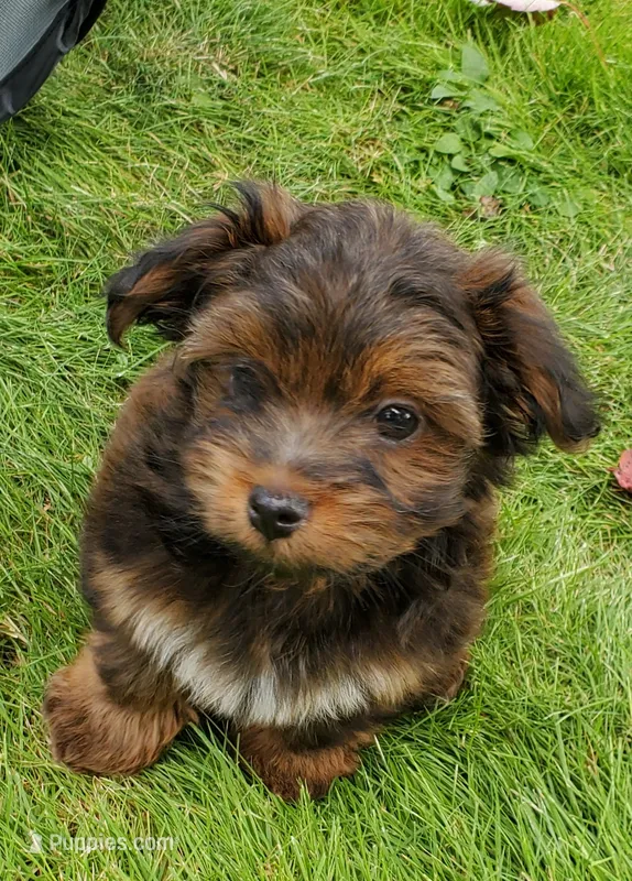Akc Dark Red  Fire Watch Video  – Havanese puppy for sale in Olean, NY