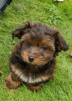 Akc Fire , a male Havanese for sale in Olean, NY – 4 of 10